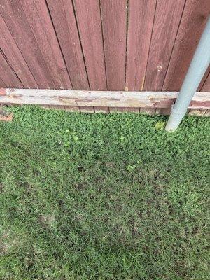 All along my fence