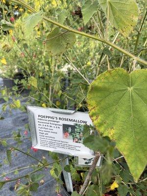 A endangered native hibiscus called Poeppig's Rosemallow. Attracts hummingbirds and butterflies. It will have a home in our yard