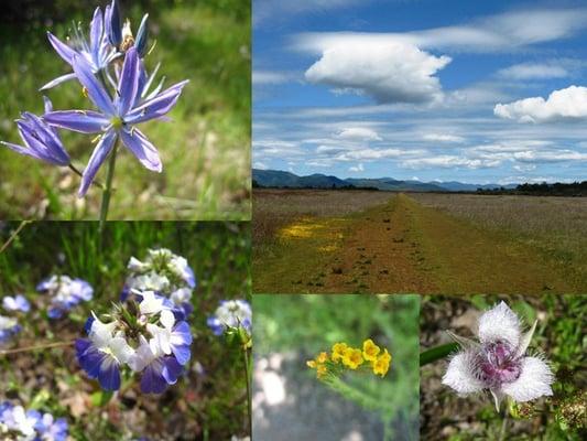 odles of flowers