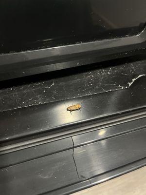 roaches everywhere in the room