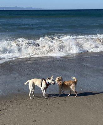 Dogs at the beach.