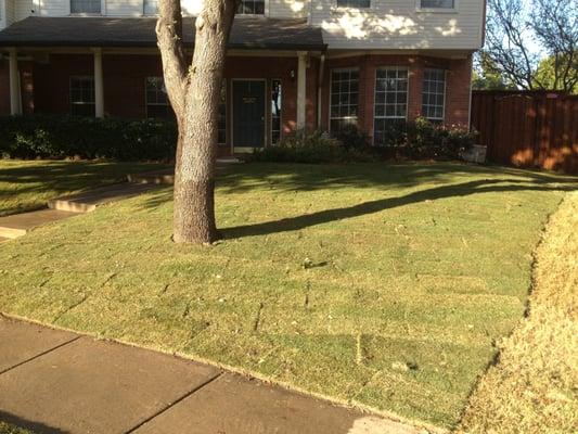 Emerald Zoysia Sod Installation