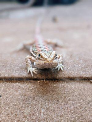 Bearded Dragon