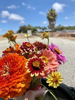 Mellano Farm Stand