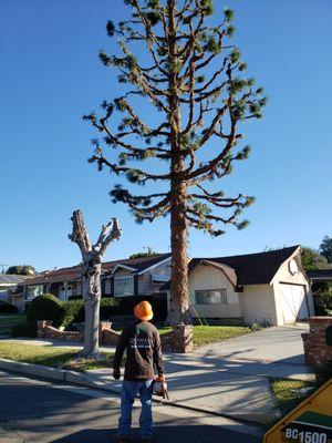 Granada tree services