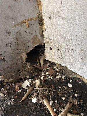 Here's another entry point found in an exterior ground-level corner