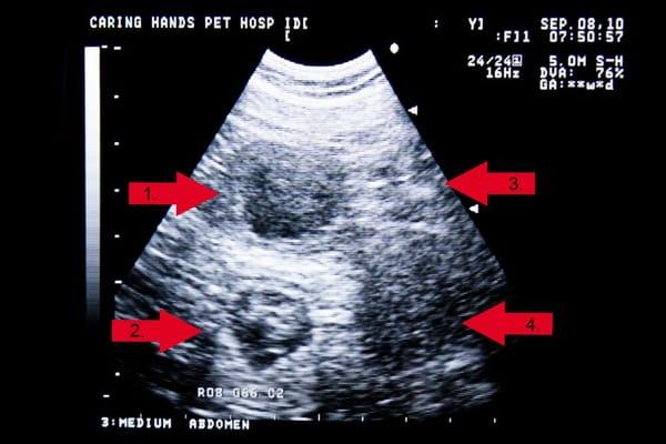 Ultrasound showing 4 25day old puppies.