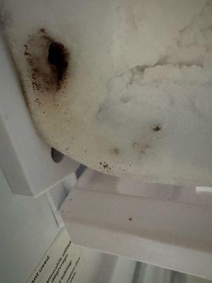 Mold? Dirty? Fridge