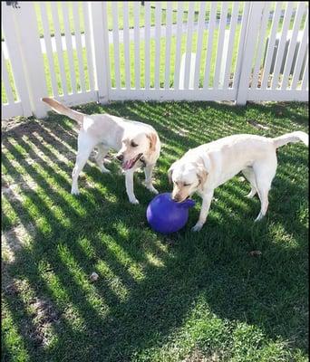 Hello Its Jackson & Malley wishing everyone to have a good day.