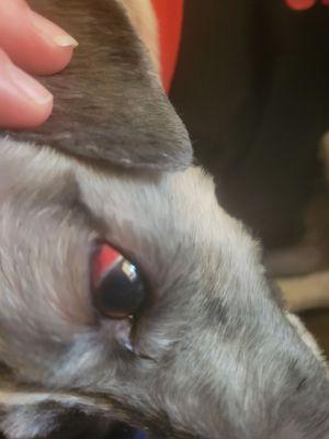 Red bloodshot eyes after visit he did have before very concerning ..