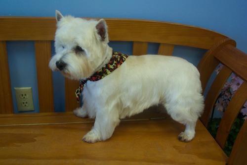 West Highland White Terrier with a tightly trimmed skirt