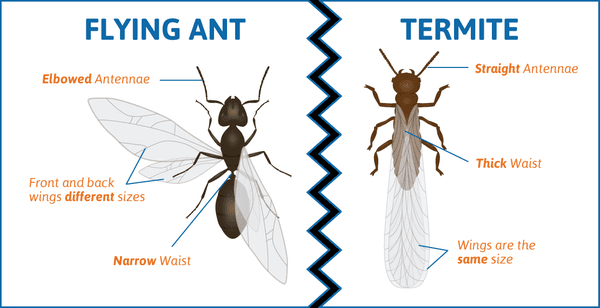 Hanson's Certified Termite Inspections