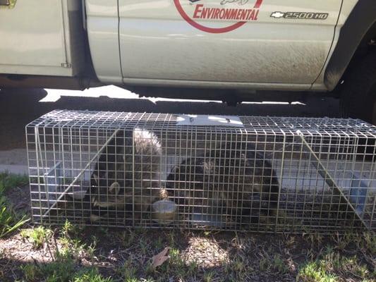 Live Animal Capture -- Raccoons