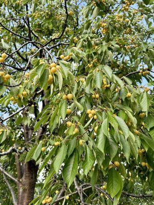 Yellow cherries