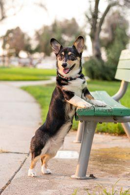 Les Pawtounes Dog Training