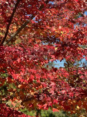 Those PNW leaves.