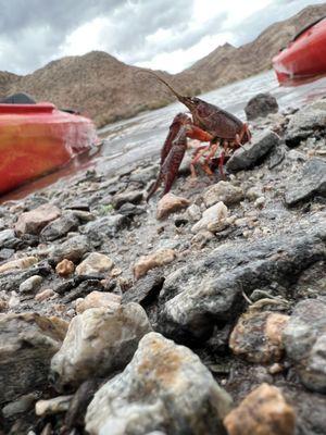 Crayfish greeting us when we returned