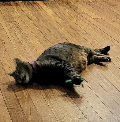 Natasha with Catnip Cricket, looking possessed!