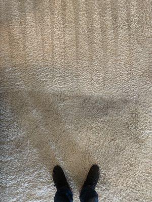 Before & After Pet Treatment Carpet Cleaning