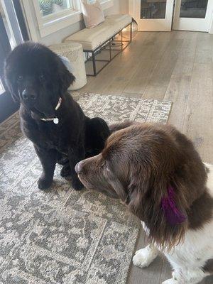 Rosie and Olive sporting feathers from Debbie's