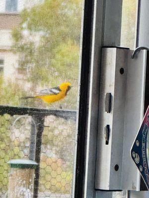 The oriole is back for another season of joyful birdwatching!