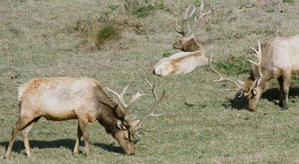 Elk near Tomales Point Trail. I had this printed at Walgreens.  I used 300mm telephoto lens for taking this. - - -Tom Brody