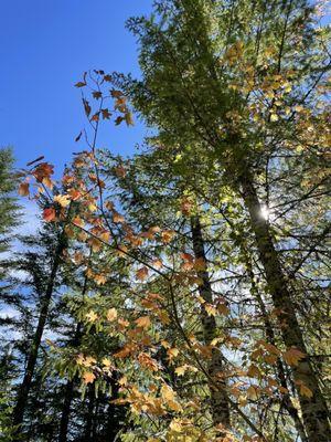 First signs of fall colors