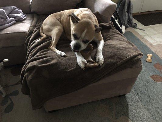 Dudley loves his new bone from Pet Authority. Thank you Jim @ Pet Authority, you are the only person that can trim his nails.