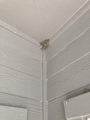 Wasp nest in the patio that I have to pay to remove. Tenants are responsible for pest control at this shithole