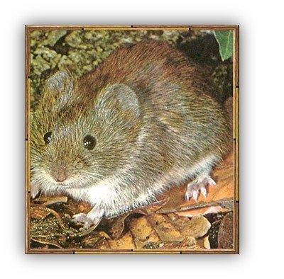 What a vole looks like