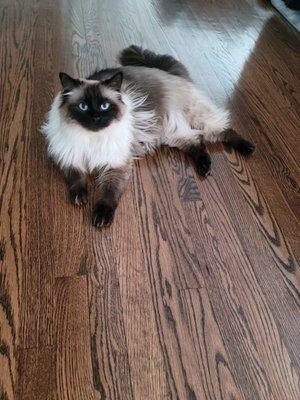 He is My Two year too, Beautiful Seal Ragdoll