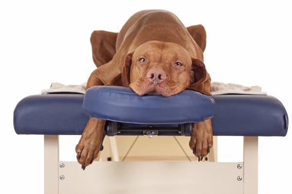 Whole body wellness is not just for humans, our pets benefit from massage and Reiki. They love it!