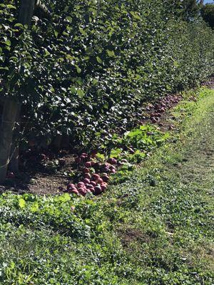 Beautiful apples and small trees