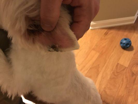 Lilly's ear after the groomer at See Spot cut it.