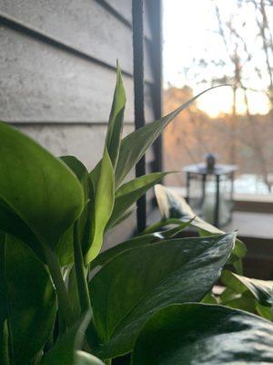 Healthy golden pothos already growing!