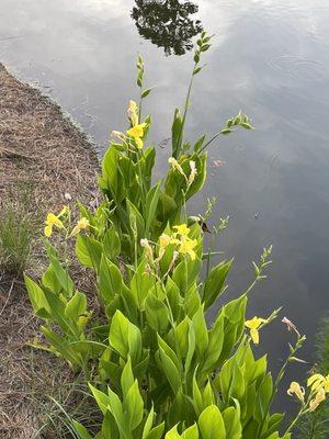 Lagoon flowers and turtles