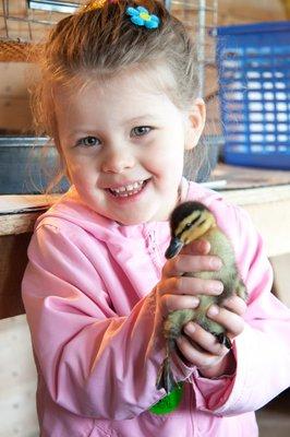 Hand-on interaction with ducklings.