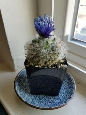 $3.20 with taxes: a cactus with a blooming purplish flower.