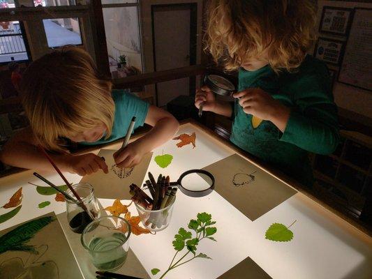 Observational leaf drawings at the light table, loft area, 4 year old class