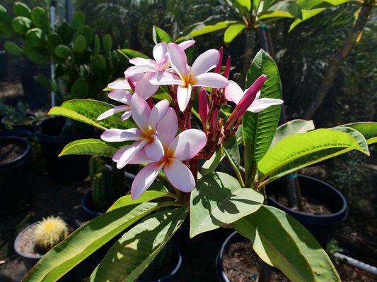 Plumeria Trees in Bloom!