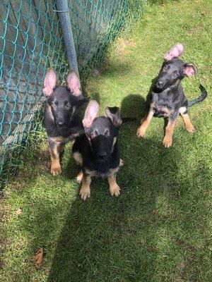 3 shepherd puppies