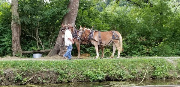 The mules who pull the canal boat