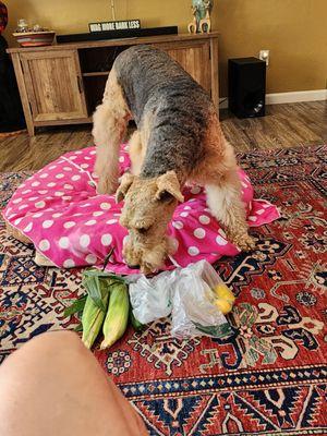 Duke's not sure about the haul from the Farmer's Market!