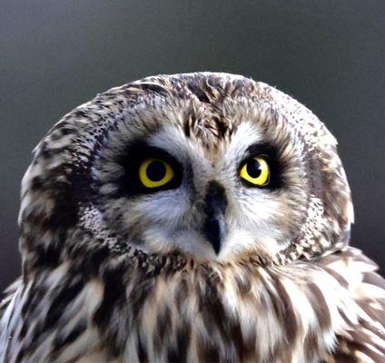 Short-eared owl