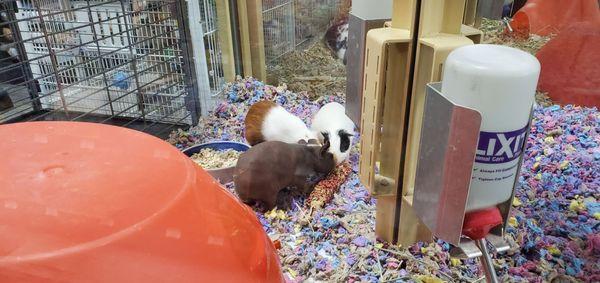 guinea pigs