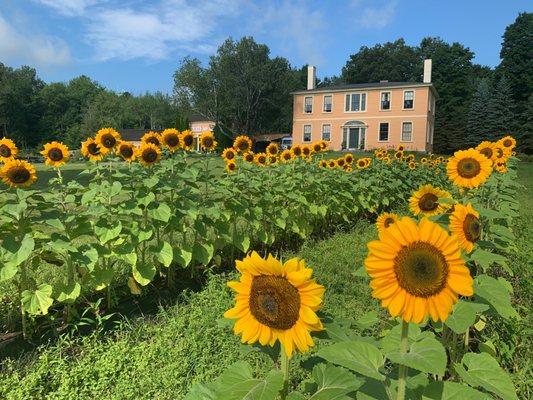 Our sunflower field in bloom with Wallingford's farm house behind.