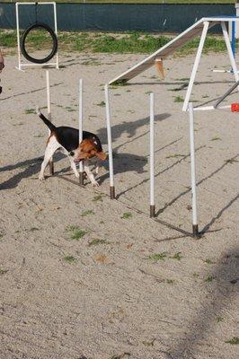 Wendy's fast weaving Beagle agility dog.