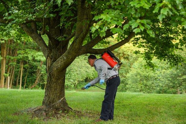 GAK & Co Tree Spraying