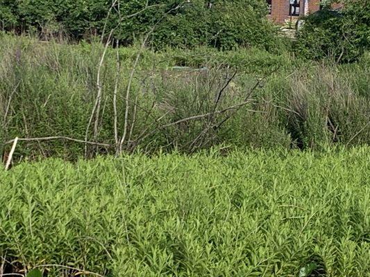 Marsh on the nature trail