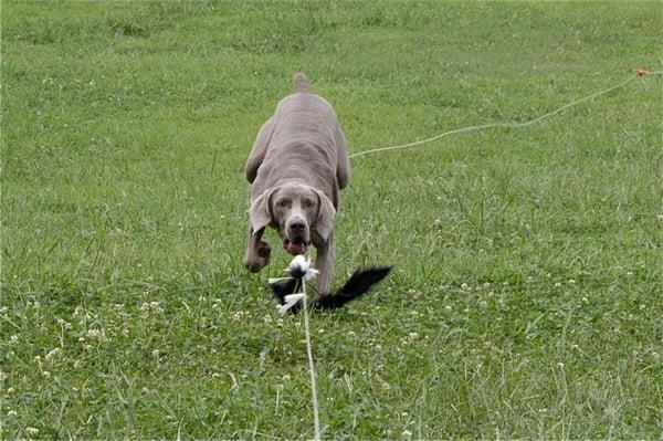 Chasing the lure on a pulley system is a great way to exercise your dog and enjoy an activity outside...